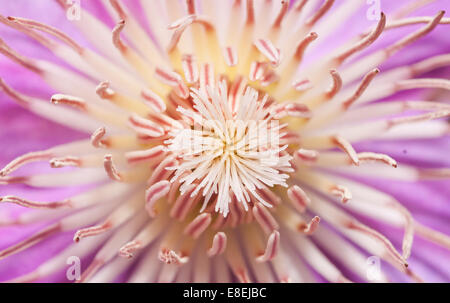 Un abstract immagine macro di un clematide fiore in primavera Foto Stock