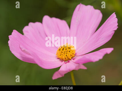 Primo piano di un bel colore rosa Cosmo fiore che sboccia in estate Foto Stock
