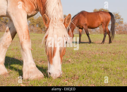Bionda progetto belga cavallo al pascolo nella primavera del sole serale Foto Stock