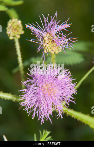 Testa di fiori di Mimosa pudica, una strisciante annuali o perenni noto per il suo impianto di rapido movimento Foto Stock