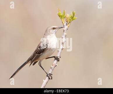 Northern Mockingbird, Mimus polyglottos, molto vocal songbird appollaiato su un ramoscello in primavera, contro lo sfondo audio disattivato Foto Stock