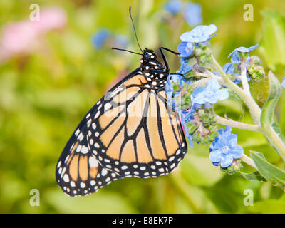 Farfalla monarca su un bambino cinese blu dimenticare-me-fiore non in un colorato giardino estivo Foto Stock