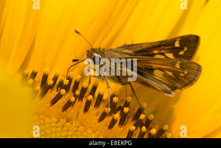 Tiny Skipper butterfly alimentazione su un luminoso giallo girasole selvatico Foto Stock