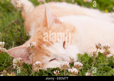 Bianco e lo zenzero cat dormire in erba Foto Stock