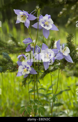 Columbine Colorado State Flower Foto Stock