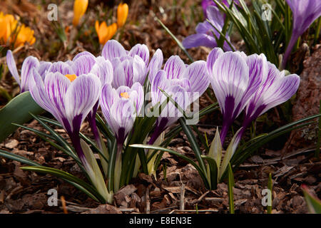 Di grande fioritura Dutch Pickwick Crocus Foto Stock