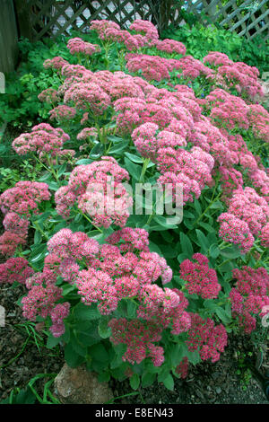 "Sedum autunno gioia' Foto Stock