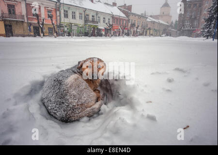 Mongrel nella neve sulla città di inverno Foto Stock