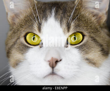 Giallo pazzo del gatto dettagli gli occhi e la macro immagine Foto Stock