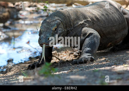 Drago di Komodo Foto Stock