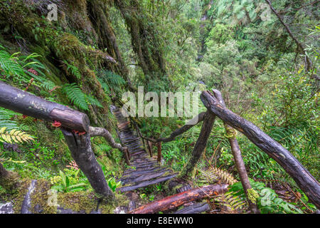 Sentiero escursionistico attraverso la foresta pluviale fredda fino alle Cascadas Bajas, Parco Pumalín, Chaitén, Los Lagos Regione, Cile Foto Stock