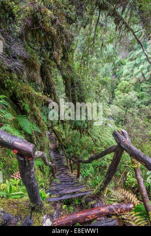 Sentiero escursionistico attraverso la foresta pluviale fredda fino alle Cascadas Bajas, Parco Pumalín, Chaitén, Los Lagos Regione, Cile Foto Stock