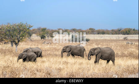 L'elefante africano (Loxodonta africana), allevamento si muove attraverso l'erba secca, il Parco Nazionale di Etosha, Namibia Foto Stock
