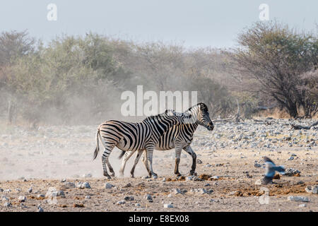 Due scontri la Burchell zebre, (Equus quagga burchellii), il Parco Nazionale di Etosha, Namibia Foto Stock