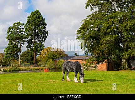 Cavallo - Lady grigio nel paddock di Shugborough Hall, Staffordshire, England Regno Unito Foto Stock