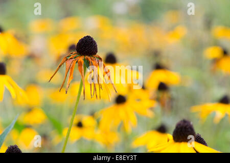 Rudbeckia fulgida var. deamii. Morendo Coneflowers alla fine della stagione Foto Stock