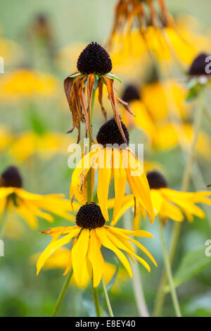 Rudbeckia fulgida var. deamii. Morendo Coneflowers alla fine della stagione Foto Stock