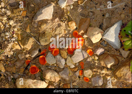 Buccia di arancia Fungo (Aleuria aurantia) è una diffusa ascomiceti fungo nell'ordine Pezizales. Foto Stock