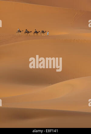 Beber uomo con persone turistiche principali cammelli attraverso le dune di sabbia, Merzouga, deserto del Sahara, Marocco Foto Stock