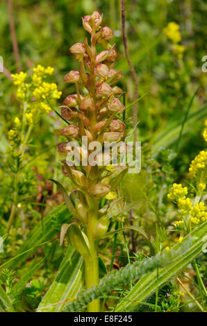 Rana - orchidea Dactylorhiza viride cresce su Machair, Ebridi Esterne Foto Stock