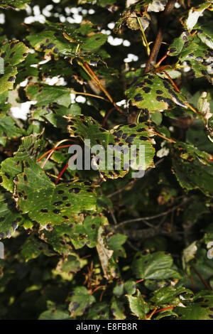 Tar spot su foglie di acero. Gretna Green, Dumfriesshire, Scotland, Regno Unito Rhytisma acerinum Acer Foto Stock