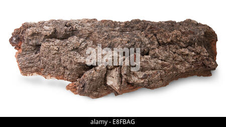 Pezzo di corteccia di quercia antica isolati su sfondo bianco Foto Stock