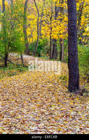 Stati Uniti d'America, Illinois, DuPage County, Oak Brook, il percorso del Bosco in autunno Foto Stock