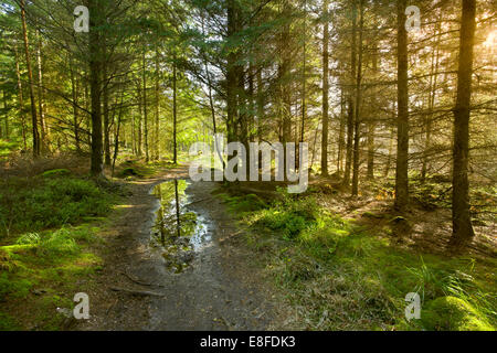 Il percorso che conduce a distanza attraverso un luminoso bosco di conifere. Foto Stock