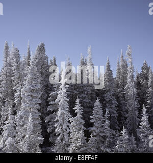 Alberi surgelati coperti di neve, Wyoming, Stati Uniti Foto Stock