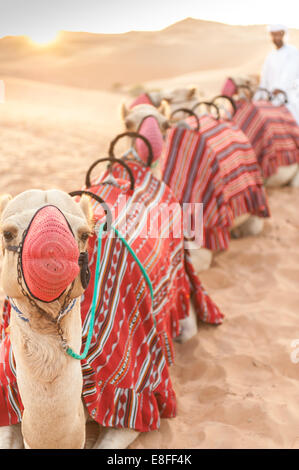 Muniti di museruola Arabian cammelli e il gestore nel deserto al tramonto, Abu Dhabi, Emirati arabi uniti Foto Stock