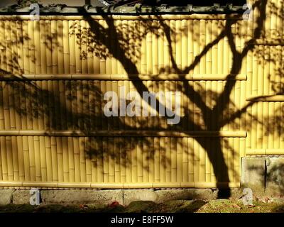 Ombra di albero sul recinto di bambù, Giappone Foto Stock