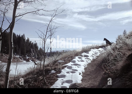 Dog sitter su sentiero innevato Foto Stock