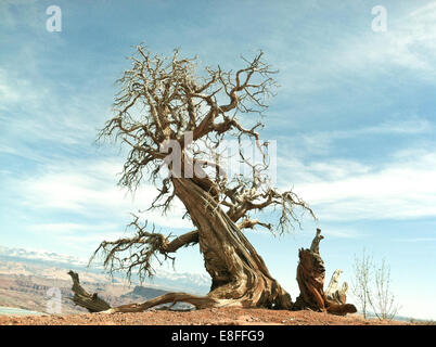 Dead Tree, Dead Horse Point state Park, Utah, Stati Uniti Foto Stock