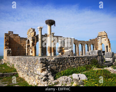 Antiche rovine a Volubilis vicino Meknes, Marocco Foto Stock