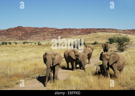 Mandria di elefanti che camminano nel cespuglio, Namibia Foto Stock