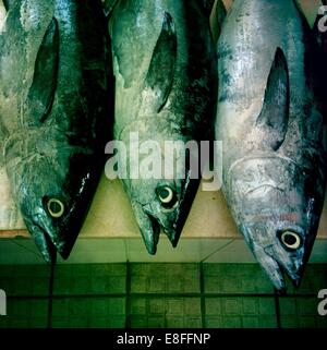 Close-up di tre pesce al mercato del pesce, Muscat Oman Foto Stock