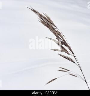 Close-up di erba selvatica Foto Stock