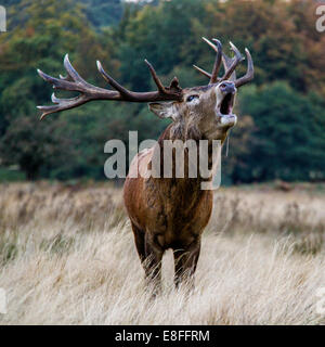 Stag Bleating, Windsor Great Park, Berkshire, Inghilterra, Regno Unito Foto Stock