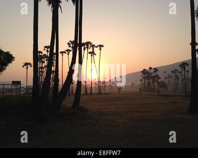 India Andhra Pradesh, Vishakhapatnam, Vishakapatnam Bypass, alba sulle palme Foto Stock