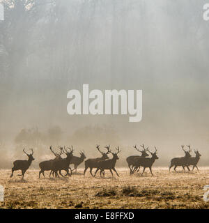 Allevamento di cervi, Windsor Great Park, Berkshire, Inghilterra, Regno Unito Foto Stock