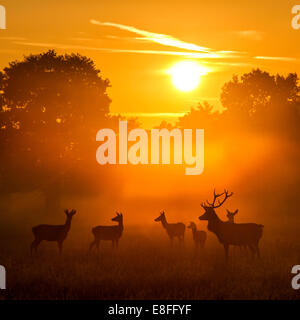 Mandria di cervi al tramonto, Berkshire, Inghilterra, Regno Unito Foto Stock