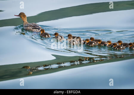 Anatra con anatroccoli Foto Stock