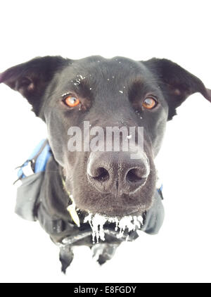 Ritratto di un cane nella neve Foto Stock