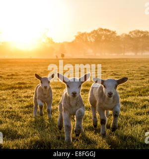 Tre agnelli che corrono in un campo al tramonto, Inghilterra, Regno Unito Foto Stock