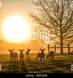 Gregge di agnelli in un campo al tramonto, Inghilterra, Regno Unito Foto Stock