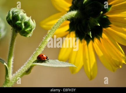 Ladybug su foglia di girasole, Colorado, Stati Uniti Foto Stock