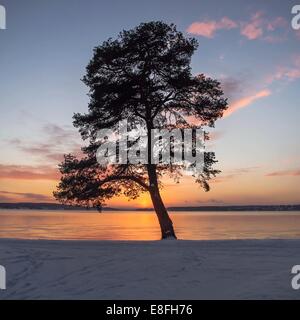 Albero dal mare nella neve, Svezia Foto Stock