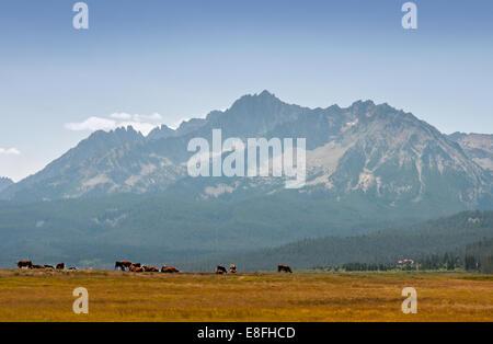 Stati Uniti d'America, Idaho, Custer County, Stanley, mucche in Idaho Montagne Foto Stock