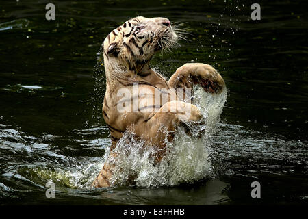 Indonesia, Depok, Tiger jumping da acqua per la cattura di cibo Foto Stock