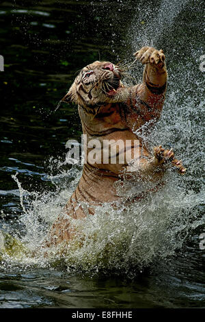 Indonesia Jakarta Special Capital Region, Ragunan, Tiger jumping da acqua per la cattura di cibo Foto Stock
